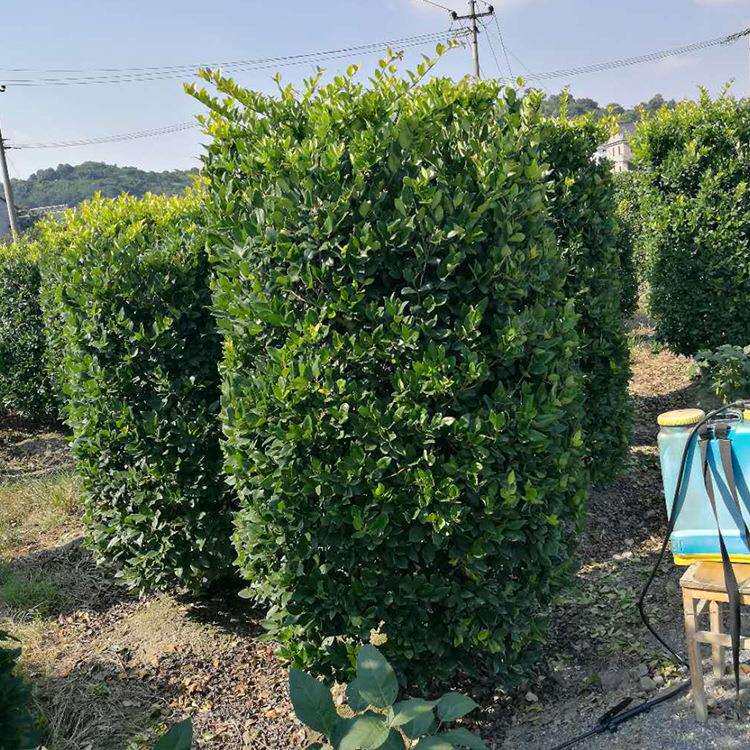 苗木 绿化工程 园林 花灌木金森女贞柱用于美观园艺基地欢迎采购
