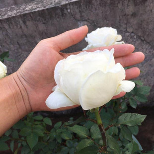 伊芙婚礼之路白色月季 大花浓香盆栽老桩阳台客厅庭院观赏绿植 四季