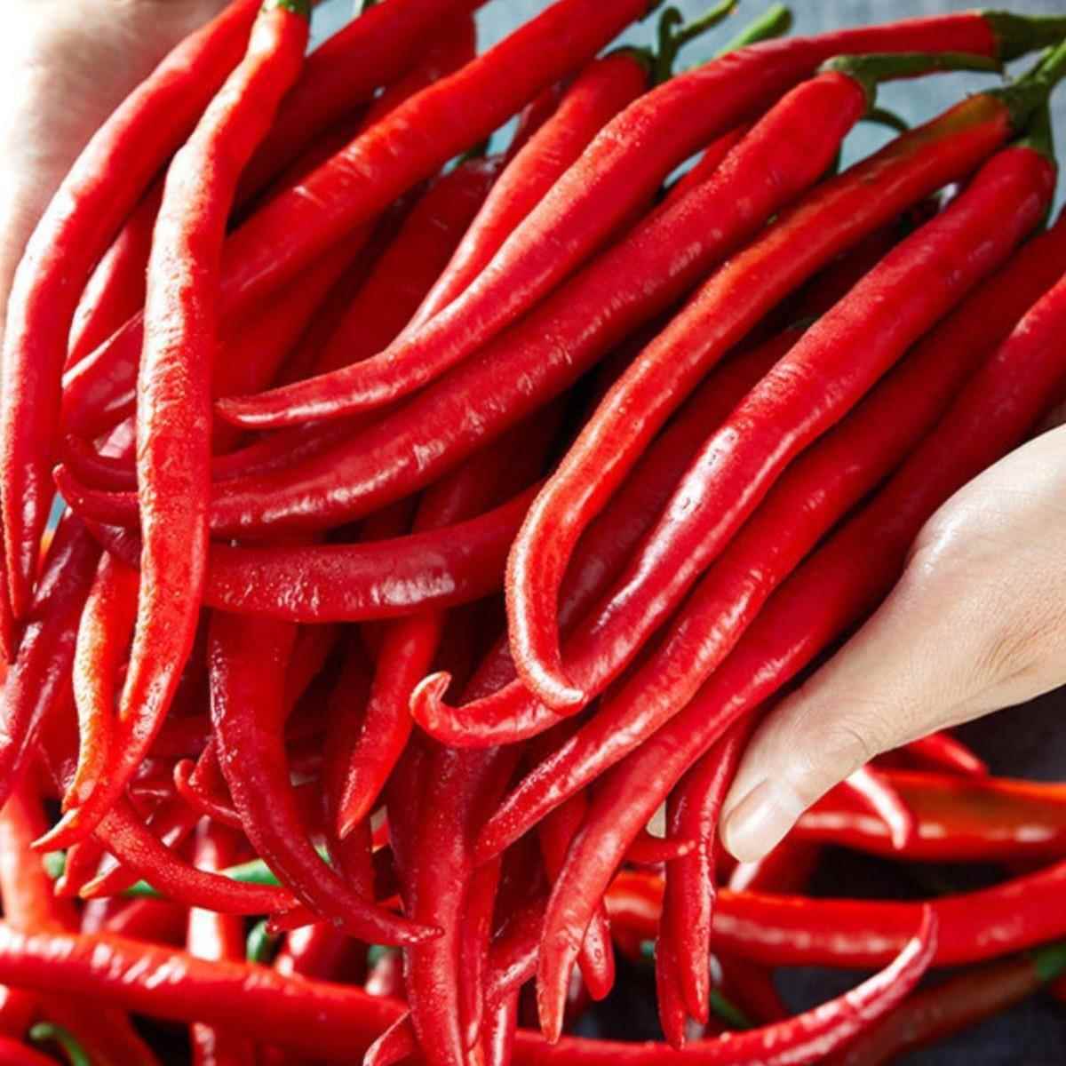 农家现摘红二荆条5斤新鲜辣椒鲜红辣椒红线椒海椒辣椒酱剁椒泡椒