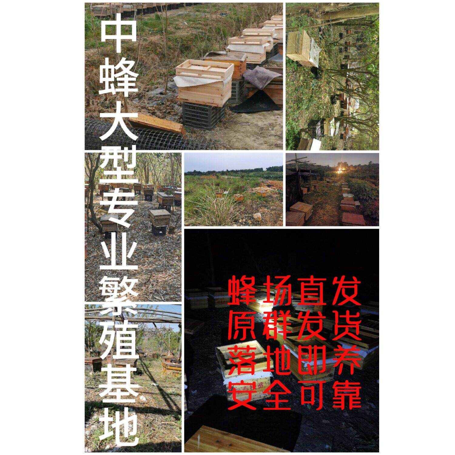 四川优质阿坝群笼整箱 授粉草莓养蜂巢础蜂蜜蜂蜂箱中蜂蜂箱蜂皇