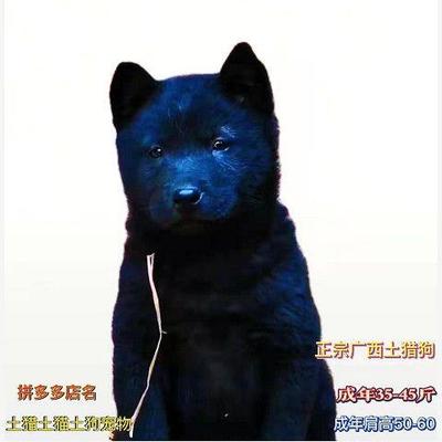 五黑犬广西土猎犬中华田园犬