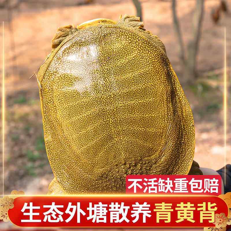 1-6斤大生态外塘甲鱼活体青黄背中华王八团鱼鲜活食用水鱼雌雄鳖