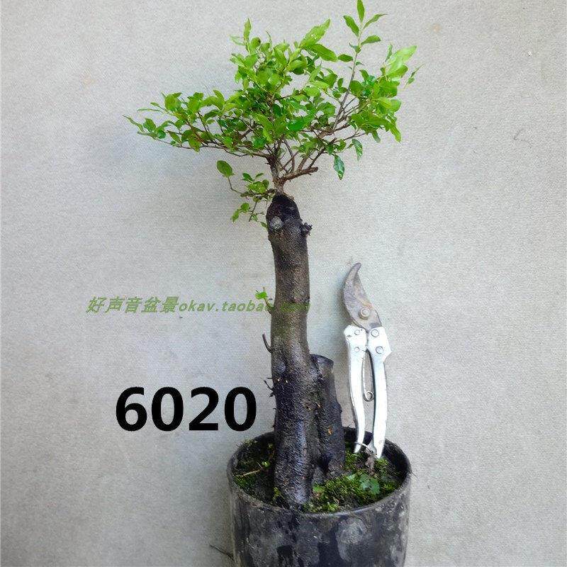 金撢子金蛋子黑塔子棘柿金胆子盆景盆栽桩熟桩公树雄树桩雄桩