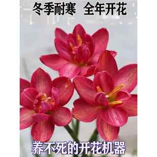 开 重瓣风雨兰种球韭菜兰水仙花葱兰绿化庭院阳台盆栽花卉耐寒四季