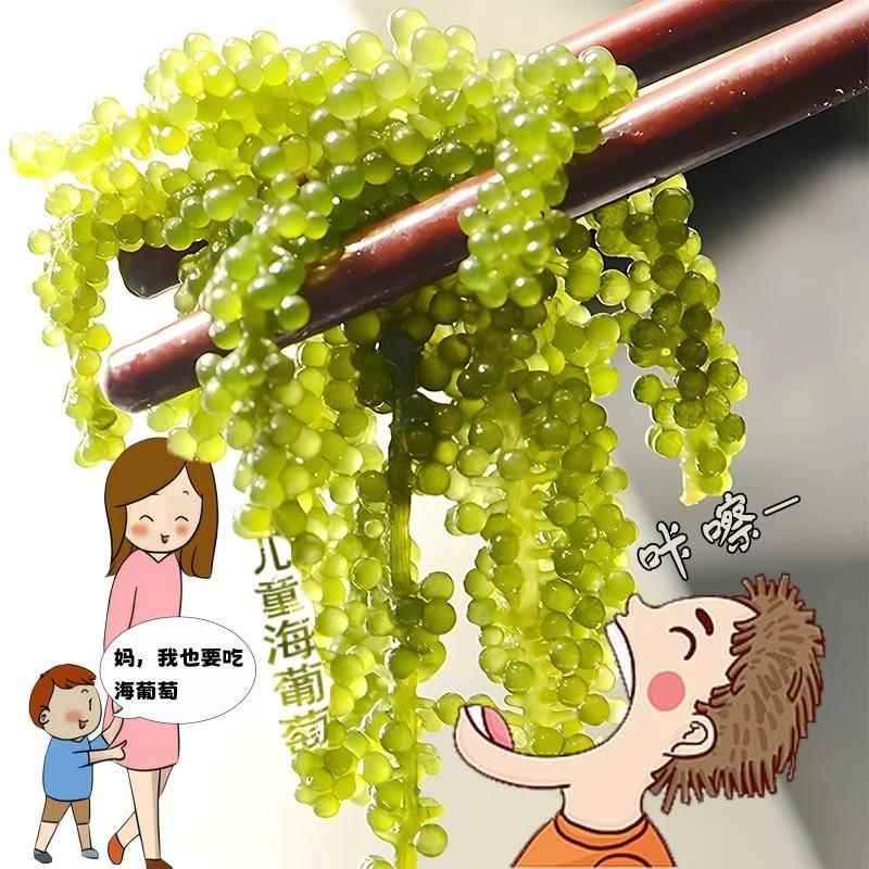 儿童海葡萄绿色鱼子酱即食泡发小孩吃的新鲜盐渍海葡萄官方旗舰店