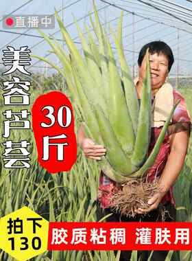 纳豆牛奶美容芦荟盆栽30斤大棵美容院灌肤专用库拉索芦荟罐肤叶