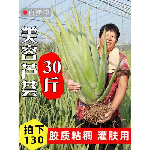 纳豆牛奶美容芦荟盆栽30斤大棵美容院灌肤专用库拉索芦荟罐肤叶