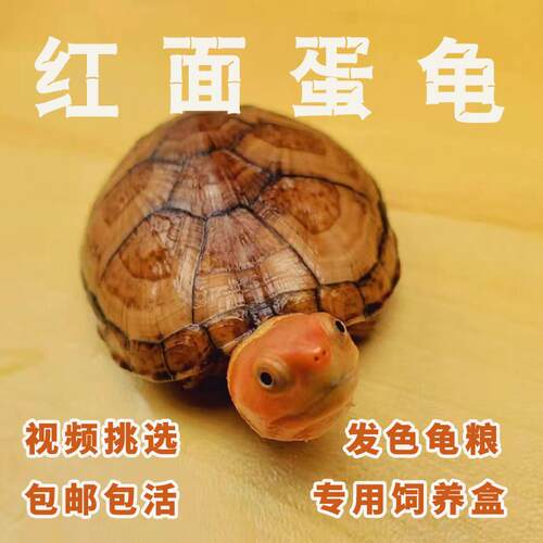 【龟厂直发】红面蛋龟宠物水宠蛋龟观赏进口影片挑选