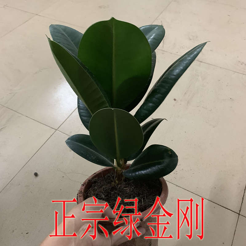 绿金刚橡皮树小盆栽绿植花卉阳台客厅办公桌净化气防辐射观叶植物