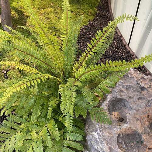 仿真蕨类植物马醉木造景绿植假波斯草摆设网红拍摄道具家居装饰