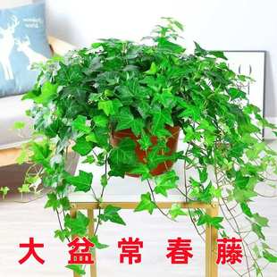 常春藤盆栽好养易活吸甲醛吊兰四季 常青绿植物室内垂吊长春藤
