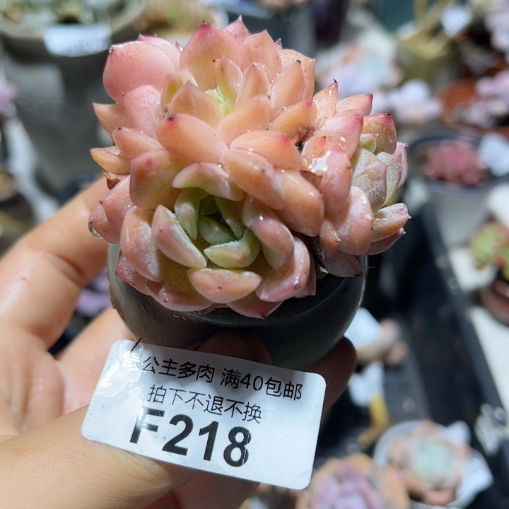 韩多肉40包邮奶酪桃蛋f218 樱花冰钻