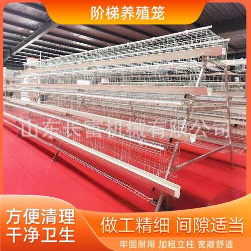 A型多层阶梯式蛋鸡笼养殖场层叠式H型鸡笼加粗养殖笼具框架蛋鸡笼