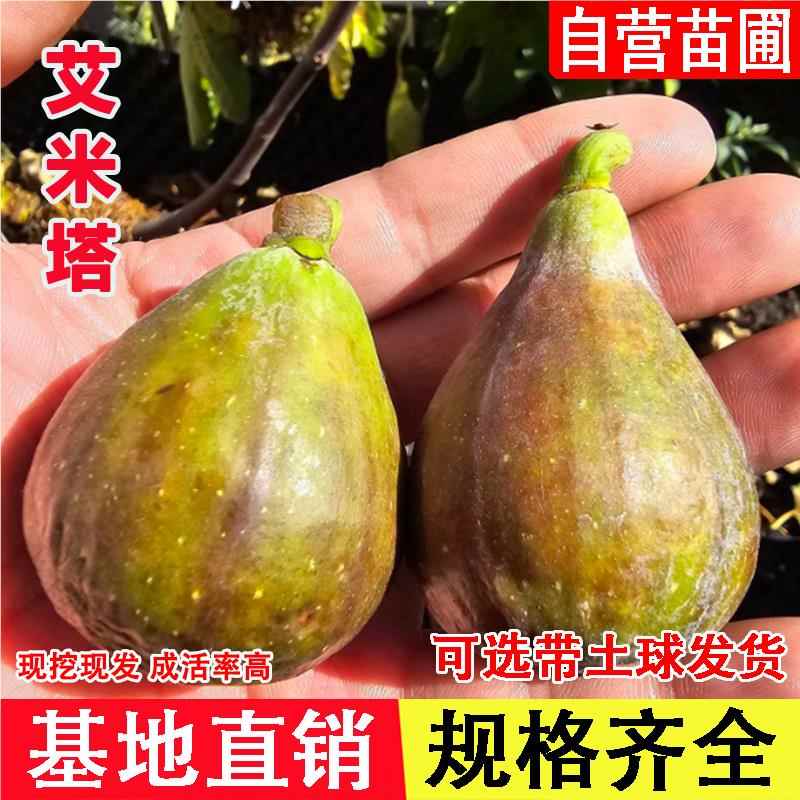 艾米塔无花果树苗红肉糖心无花果苗盆地栽庭院南北方种植当年结果
