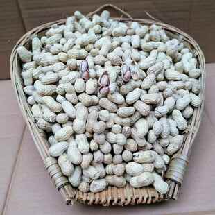 重庆特产綦江东溪花生东溪草坪花生柴坝绵子水煮花生日晒干盐花生