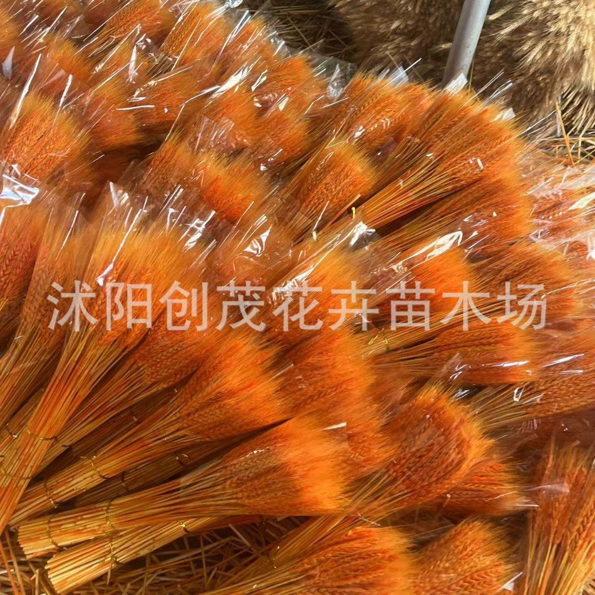 天然麦穗干花大麦花束花店开业花篮麦子小麦摆件装饰厂家直发