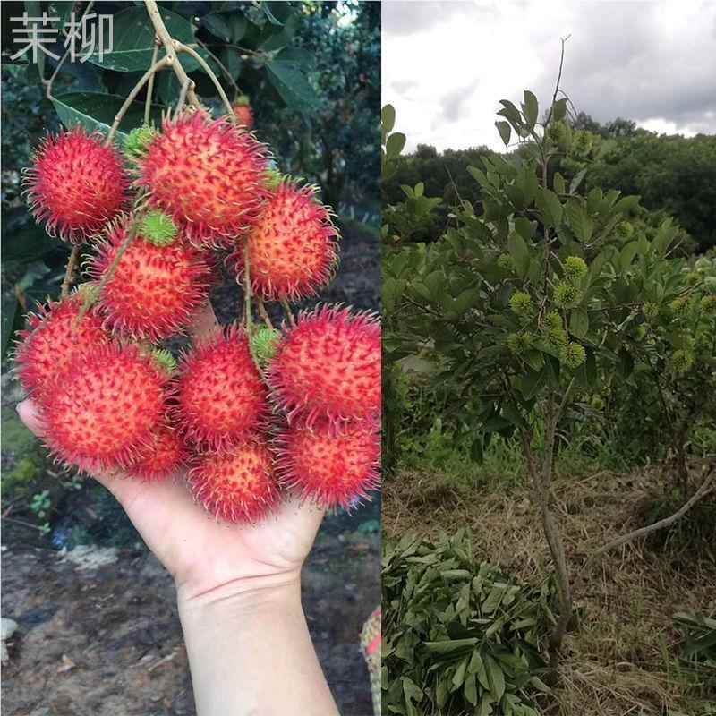 包邮泰国红毛丹树苗毛荔枝毛龙眼果树苗南方种植北方种植当年结果