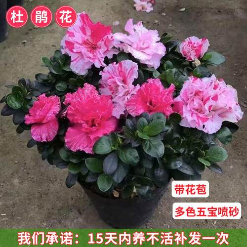 五彩喷砂杜鹃花盆栽世纪曙光植物室内带花好养的花多季开花不断