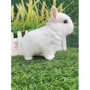 茶杯宠物兔子活物小型迷你侏儒兔纯种荷兰垂耳兔活道奇猫猫兔活体