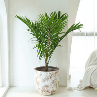 油棕热带植物盆栽东南亚风椰子树好养活四季阳台室外绿植耐晒耐寒