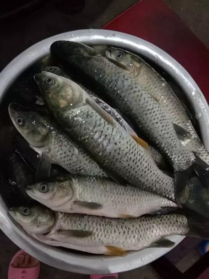 大家揭秘杰诺鱼竿质量怎么样,究竟杰诺鱼竿哪款好呀？