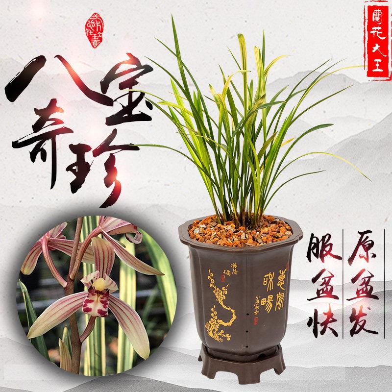 兰花大王八宝奇珍建兰细叶山水画虎斑带老种浓香易花苞四季兰花苗