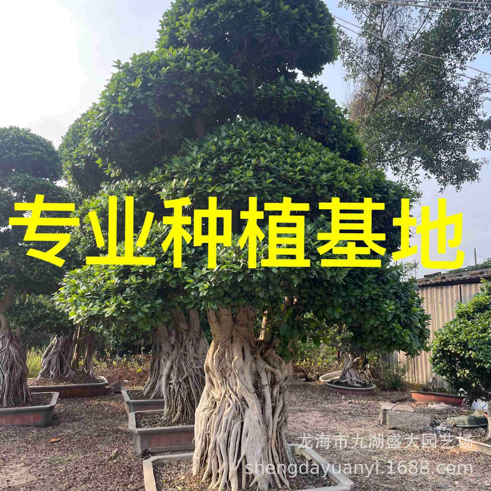 广西细叶榕 造型榕树盆景 福建小叶榕桩头基地重庆小叶榕供应