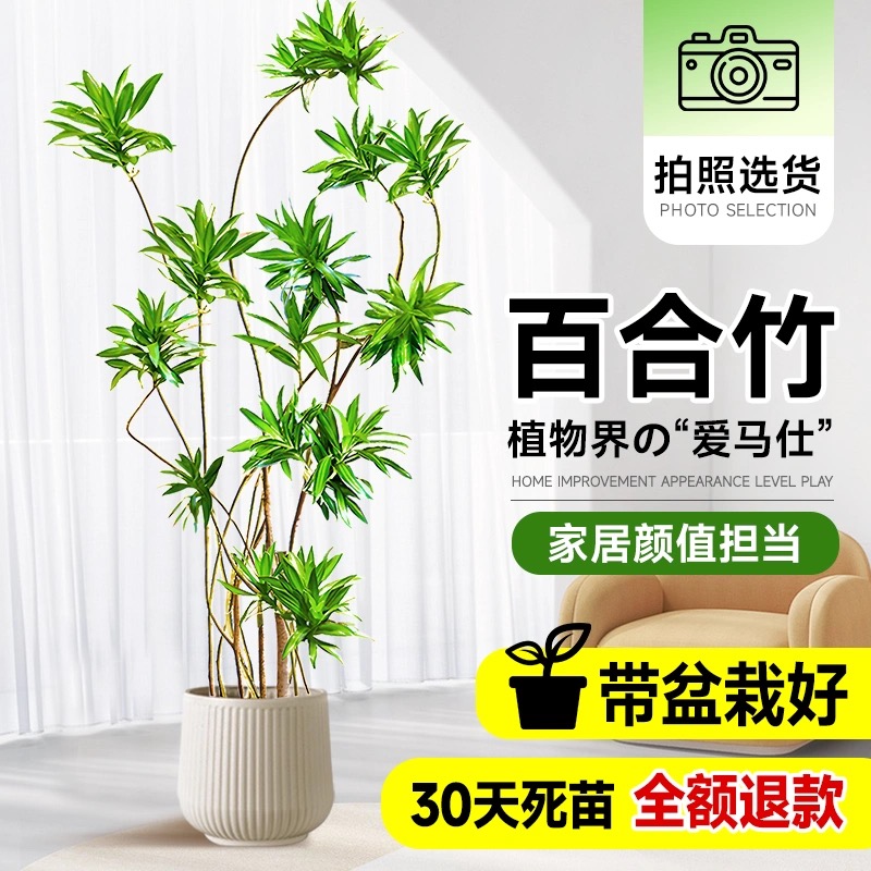 造型百合竹客厅绿植室内大型落地式大盆栽真花植物办公室四季常青