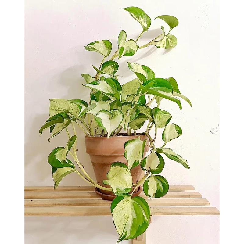 快乐叶子花叶绿萝Epipremnum‘Happy Leaf’ 办公桌室内绿植盆栽