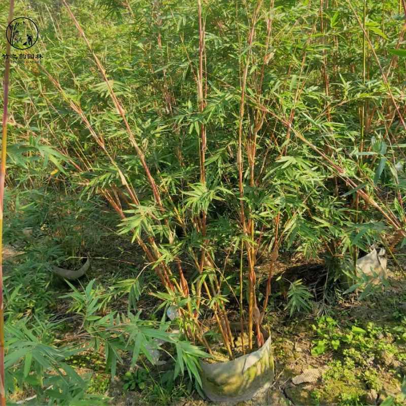 琴丝竹四季常青小叶竹子苗庭院别墅耐寒好养易活造景地栽绿化苗木
