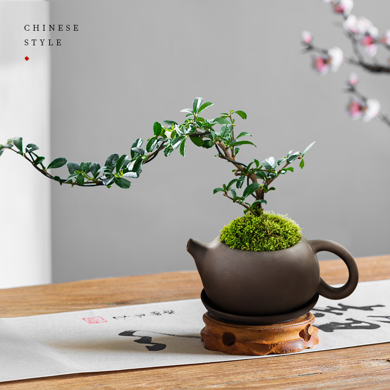 悬崖福建茶植物办公室创意紫砂茶壶盆栽造型盆景客厅桌面迷你绿植