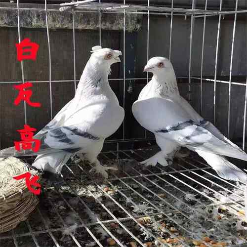 甘肃高飞鸽白瓦斑高飞鸽高飞小青年种鸽一对凤头高飞甘谷白瓦斑