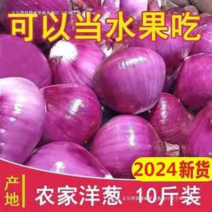 云南紫皮小洋葱新鲜斤圆葱大凉山洋葱蔬菜红皮特产农家元葱水果