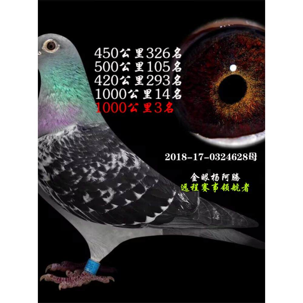 鸽子活体信鸽成绩鸽公棚特比天落鸟幼鸽种鸽观赏鸽赛鸽杨阿腾3