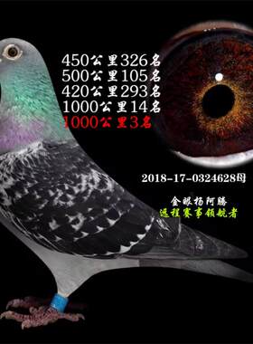 鸽子活体信鸽成绩鸽公棚特比天落鸟幼鸽种鸽观赏鸽赛鸽杨阿腾3