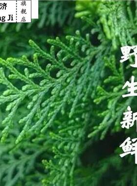 熏腊肉专用柏树枝柏丫现摘新鲜松柏叶侧柏扁柏叶洗发泡酒熏肉材料