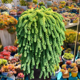 新玉缀彩虹果冻多肉植物一物一拍盆栽阳台绿植，花卉吊兰向阳派