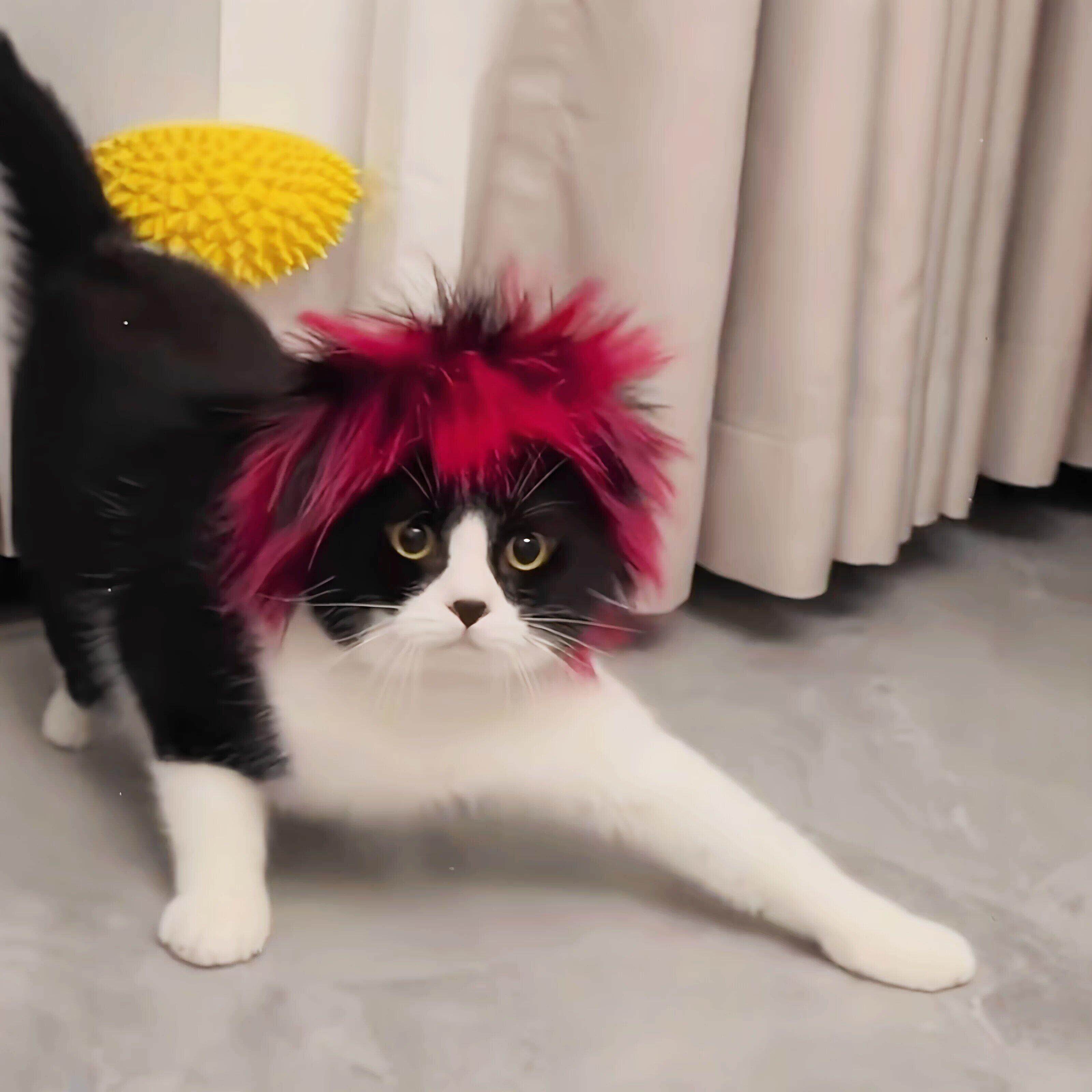 猫咪假发杀马特造型搞笑宠物头套猫狗通用趣味搞笑发饰拍照道具
