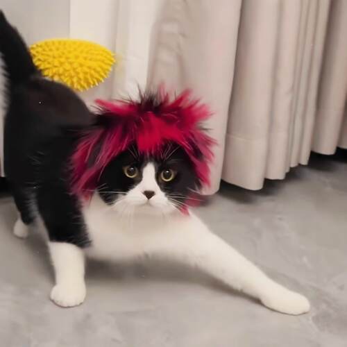 猫咪假发杀马特造型搞笑宠物头套猫狗通用趣味搞笑发饰拍照道具