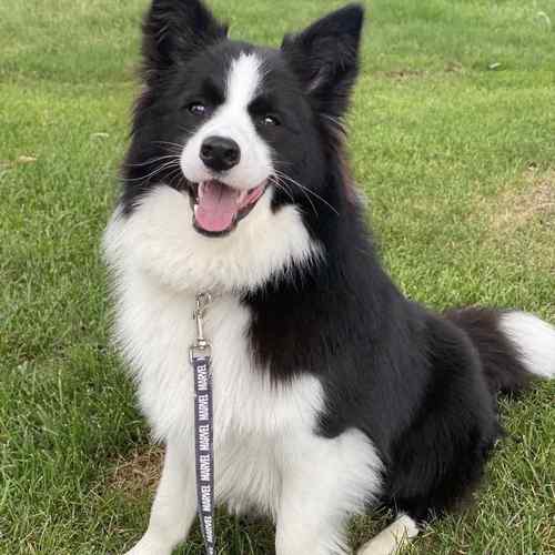 边牧幼犬金边狗工作犬中型犬看家狗双色警犬聪明幼宠边境牧羊犬狗