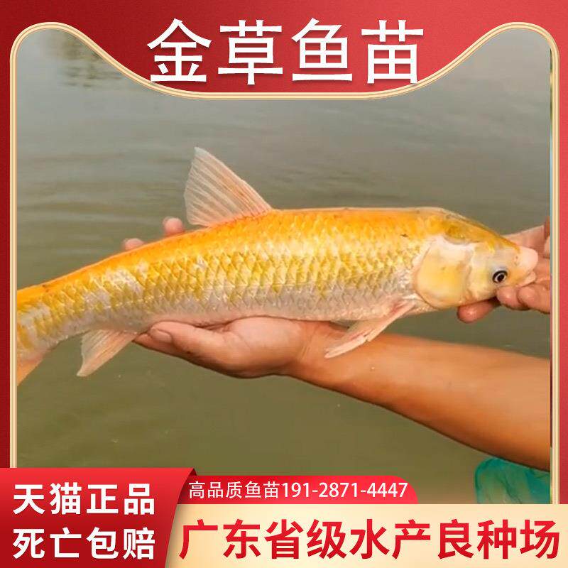 金草鱼苗红草金色鲩鱼苗俄罗丝金丝黄金红鲩冷水淡水食用活鱼