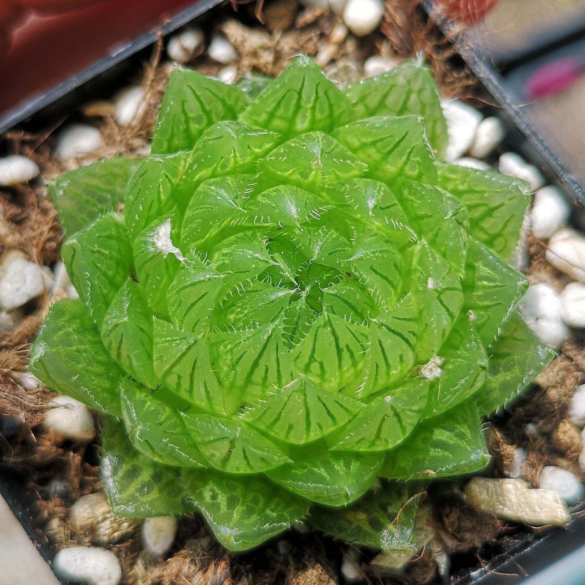 樱水晶 多肉植物 玉露十二卷 萌肉肉组合盆栽 室内花卉