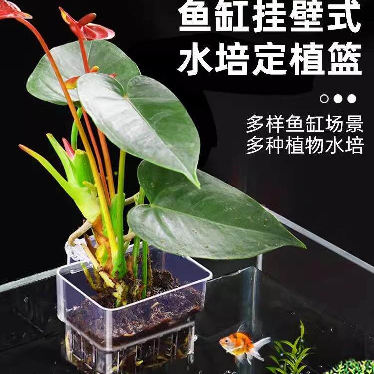 绿萝种植杯水草杯水上草水培挺水植物挂式定植篮鱼缸装饰造景配件