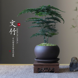 文竹盆栽植物室内客厅，中式禅意盆景，好养绿植办公室摆件创意花卉