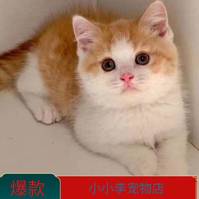 宠物猫小猫真猫幼猫猫咪