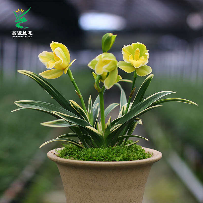 翁源兰花铭品矮种如意荷金边叶艺花期带花苞好养室内阳台绿植花卉