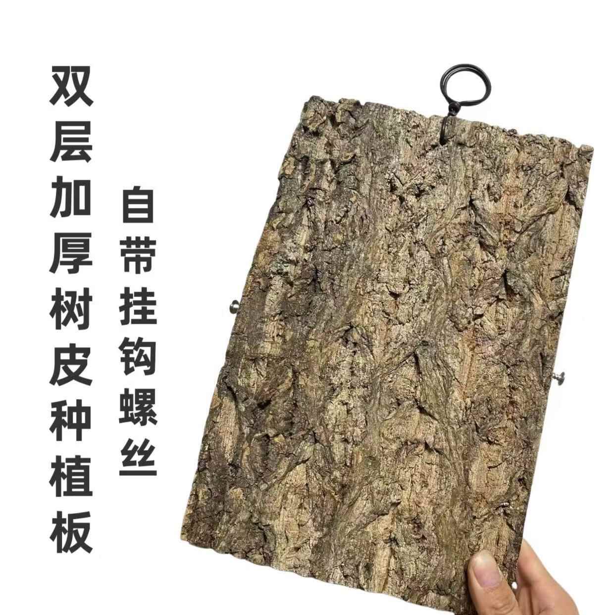 香槟树皮种植板鹿角蕨蝴蝶兰空凤双层加厚非葡萄牙软木挂板树皮