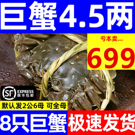 活蟹大闸蟹螃蟹鲜活特大公母海鲜水产红膏河蟹阳澄湖镇