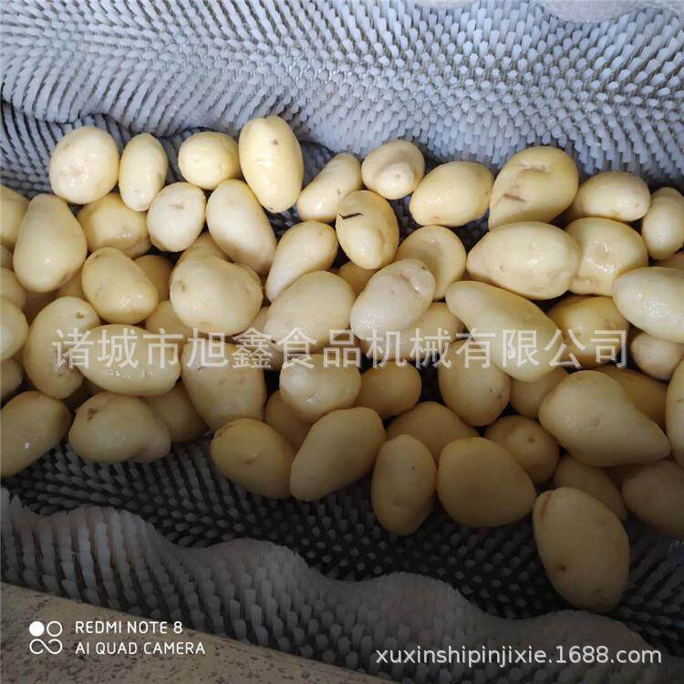 大型去皮清洗机全自动毛辊清洗机西红柿马铃薯红薯去皮不伤肉