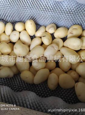 大型去皮清洗机全自动毛辊清洗机西红柿马铃薯红薯去皮不伤肉